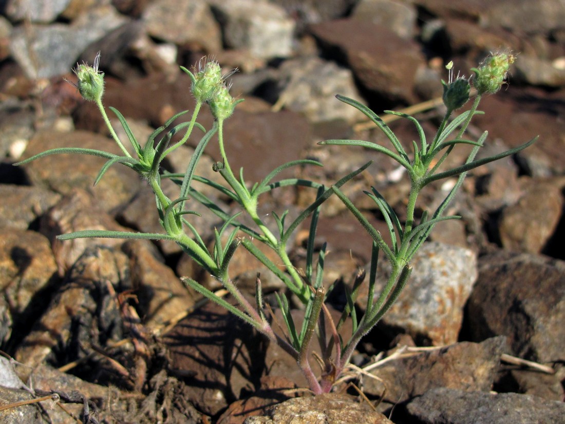 Изображение особи Plantago arenaria.