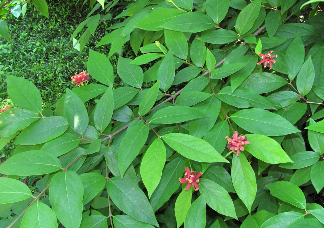 Изображение особи род Calycanthus.