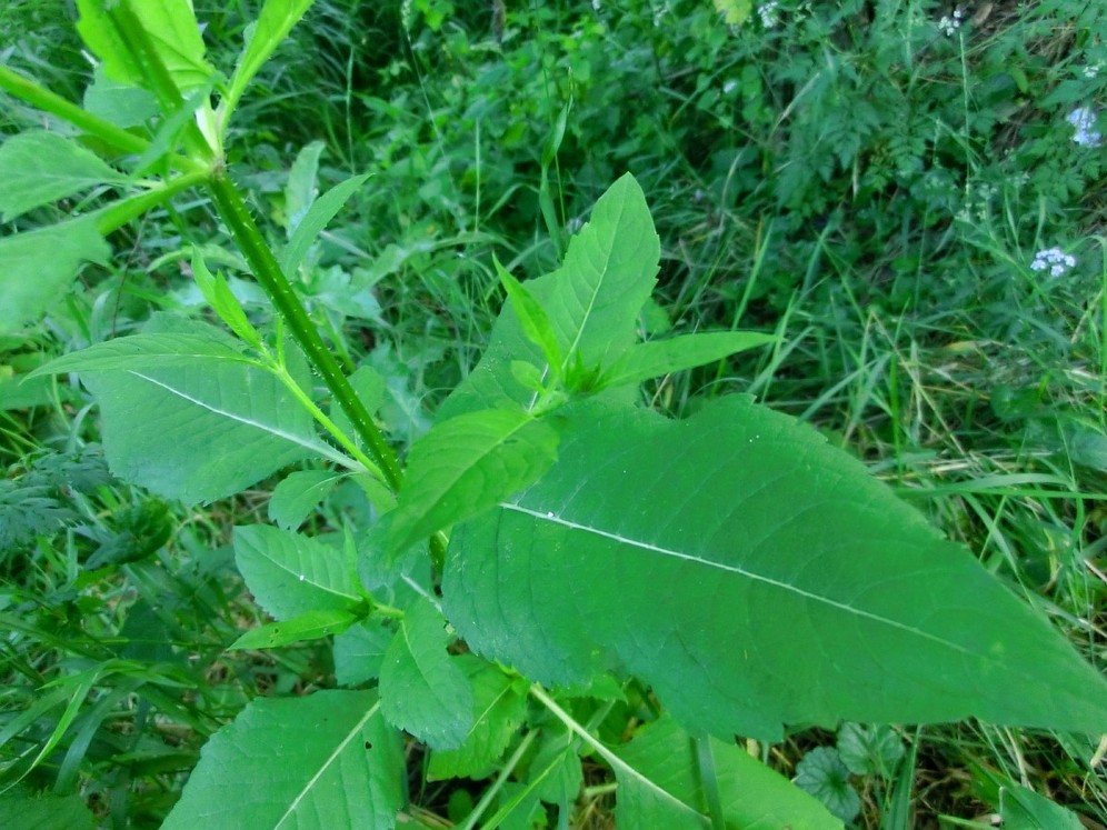 Изображение особи Dipsacus strigosus.