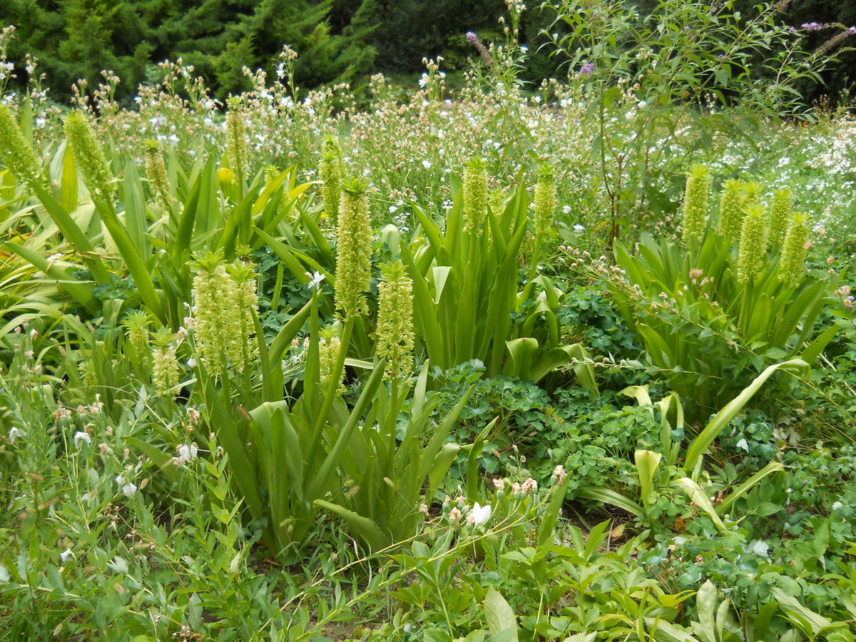 Изображение особи Eucomis autumnalis.