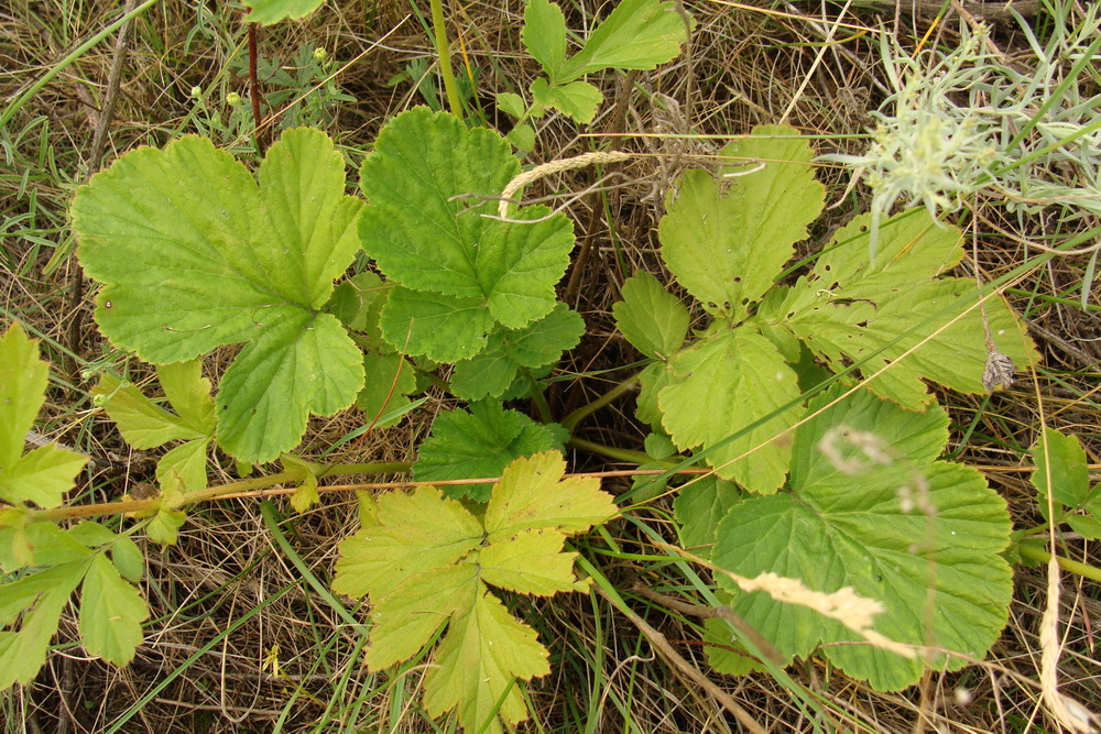 Image of Geum aleppicum specimen.