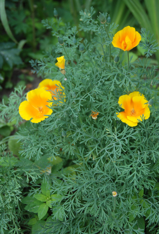 Изображение особи Eschscholzia californica.