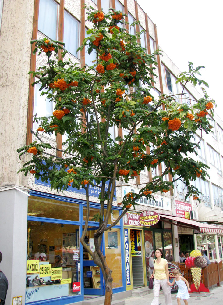 Image of genus Sorbus specimen.