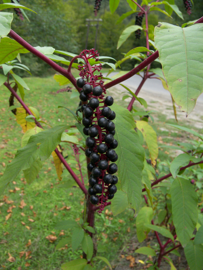 Image of Phytolacca americana specimen.