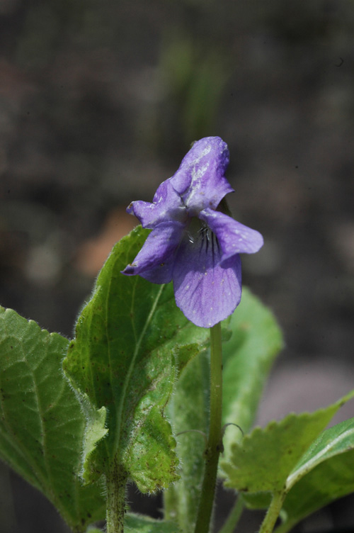 Image of genus Viola specimen.