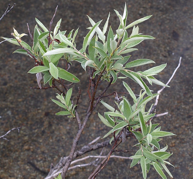 Изображение особи Salix lapponum.