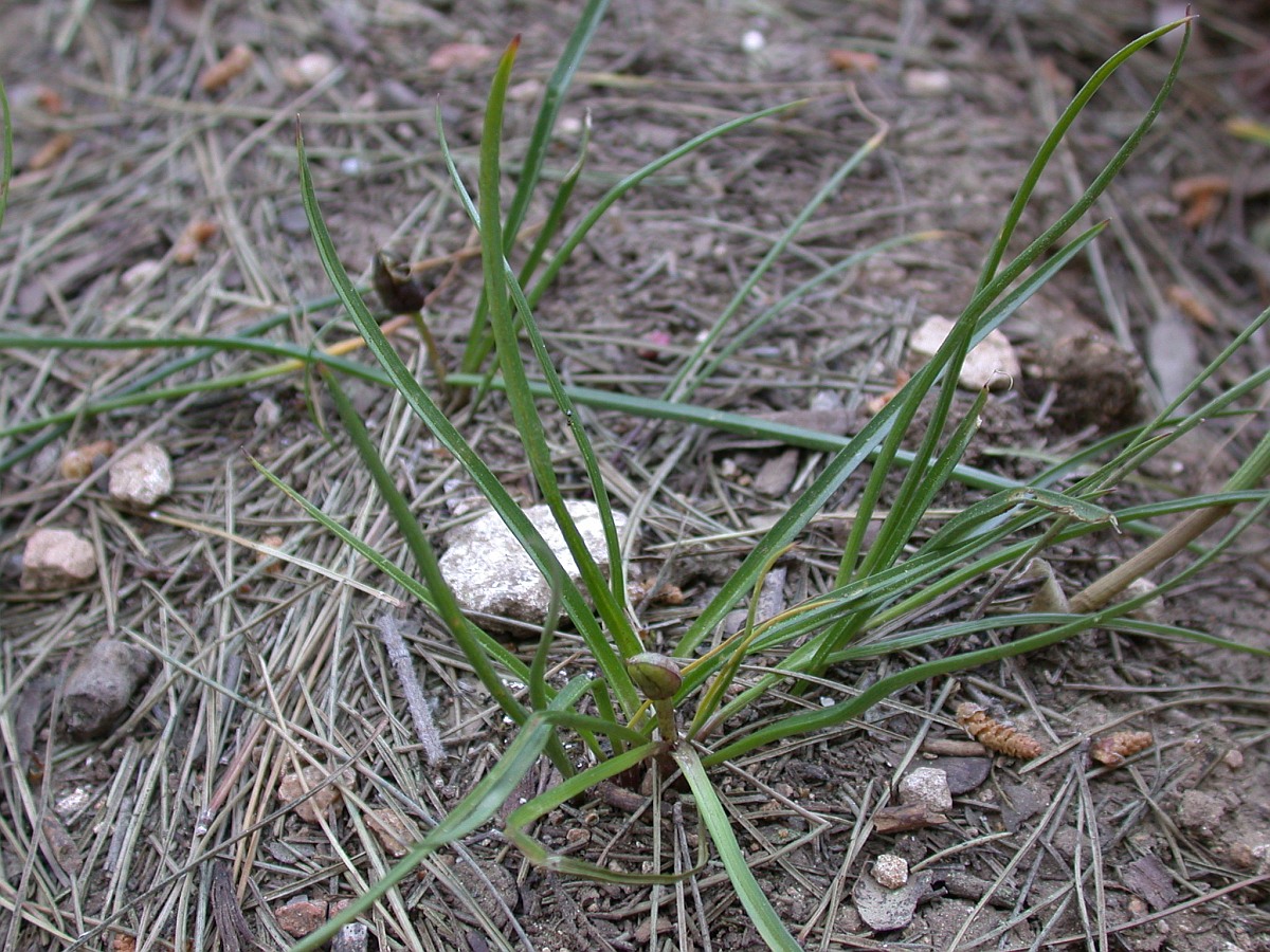 Изображение особи Colchicum stevenii.