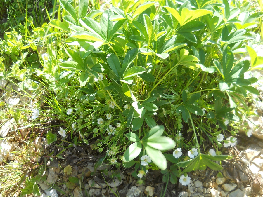 Изображение особи Potentilla alba.