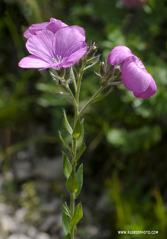 Image of Linum hypericifolium specimen.