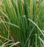 Molinia caerulea. Листья. Германия, г. Krefeld, ботанический сад. 21.10.2012.