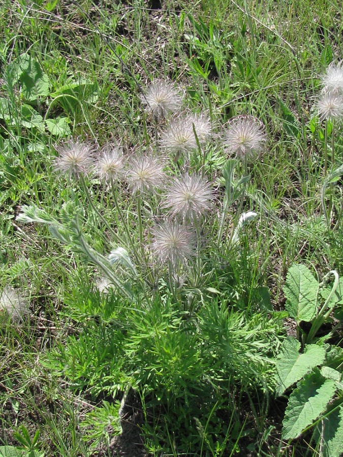 Изображение особи Pulsatilla ucrainica.