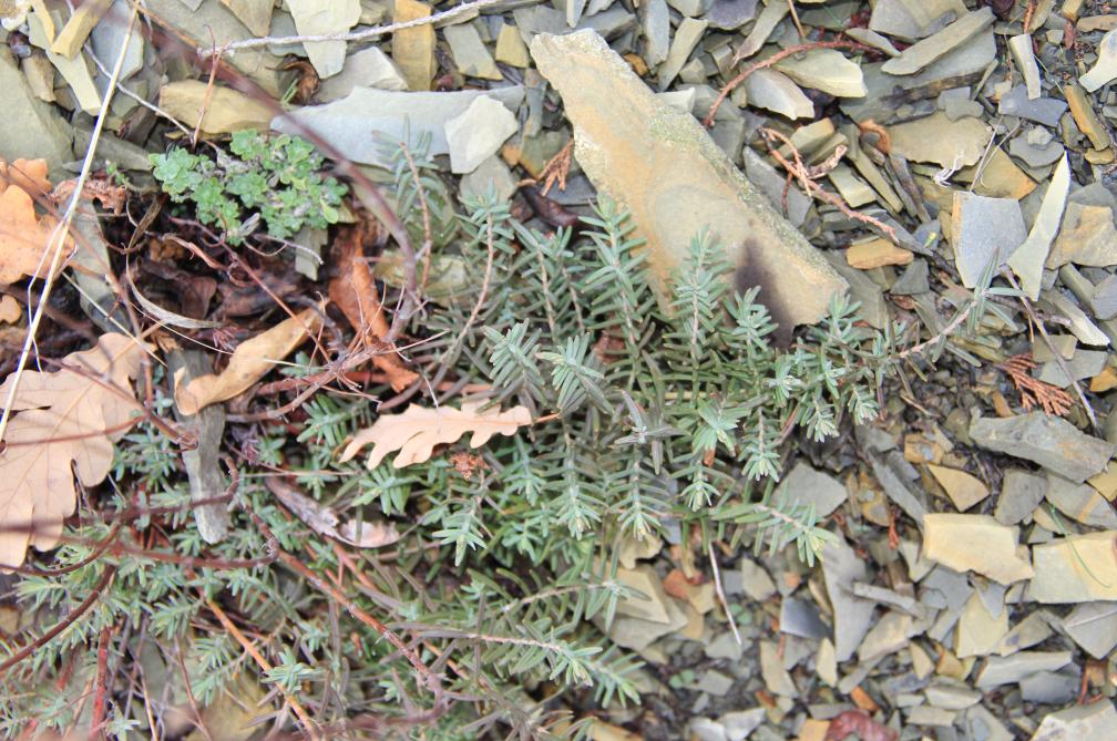 Image of Hypericum lydium specimen.