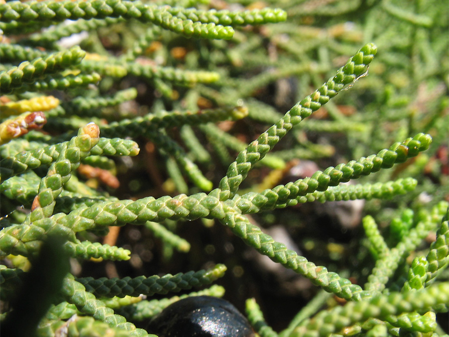 Image of Juniperus phoenicea specimen.