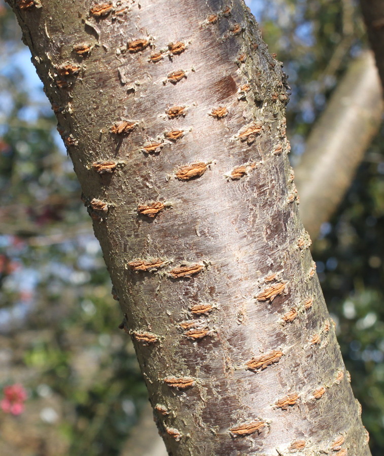 Image of Cerasus sachalinensis specimen.