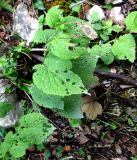 Смотреть изображение Lunaria rediviva