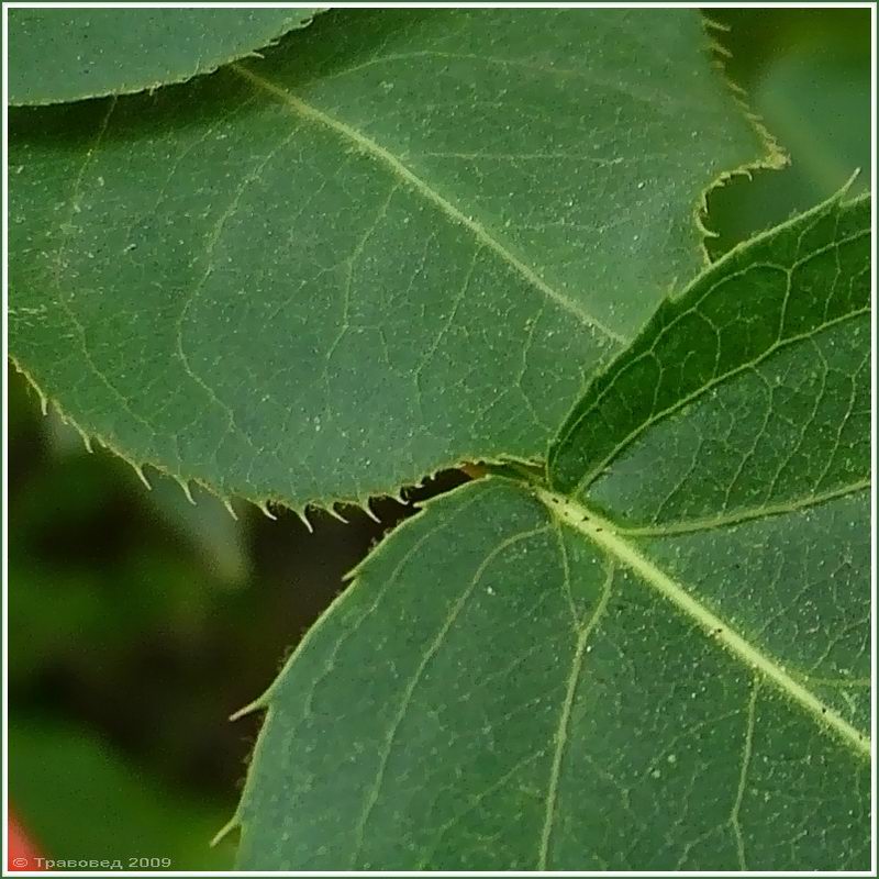 Image of Pyrus ussuriensis specimen.