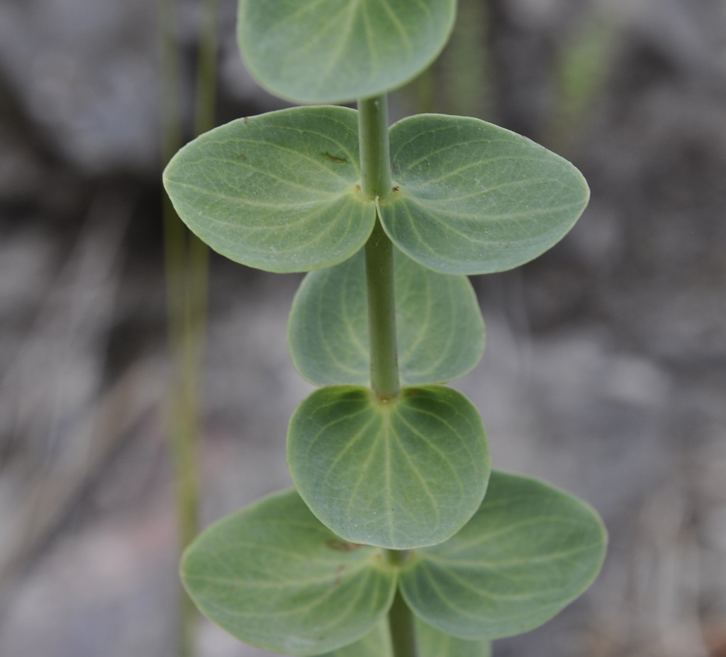 Image of Hypericum vesiculosum specimen.