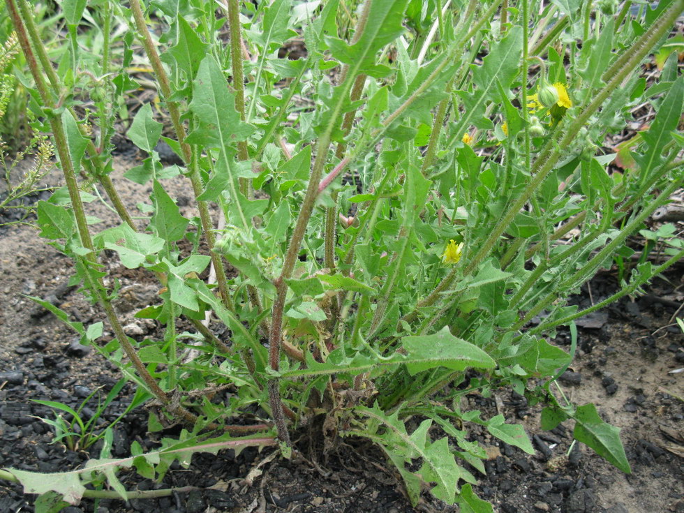 Image of Crepis rhoeadifolia specimen.