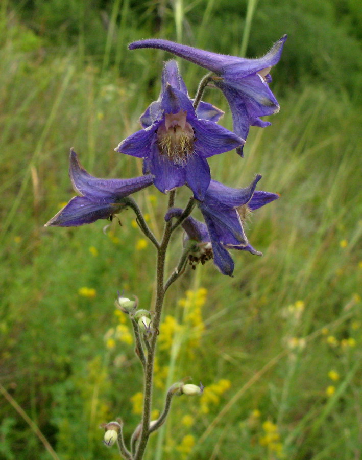 Изображение особи Delphinium polozhiae.