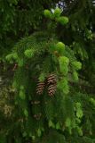 Picea &times; fennica