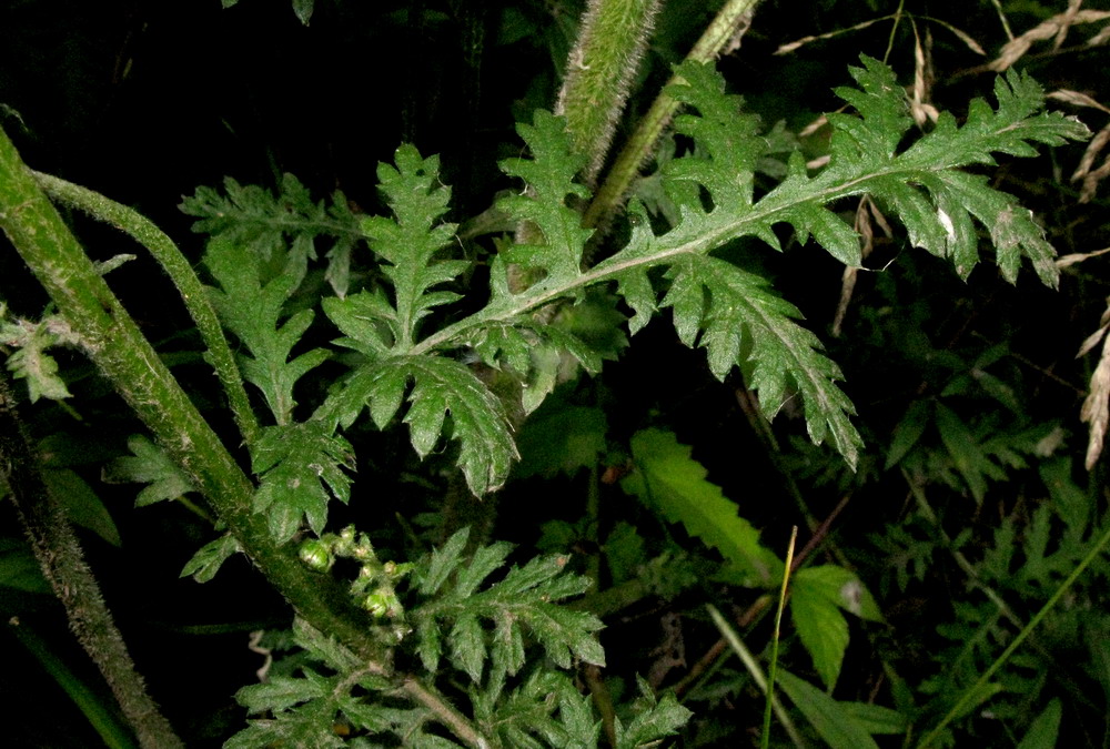 Image of Artemisia tanacetifolia specimen.