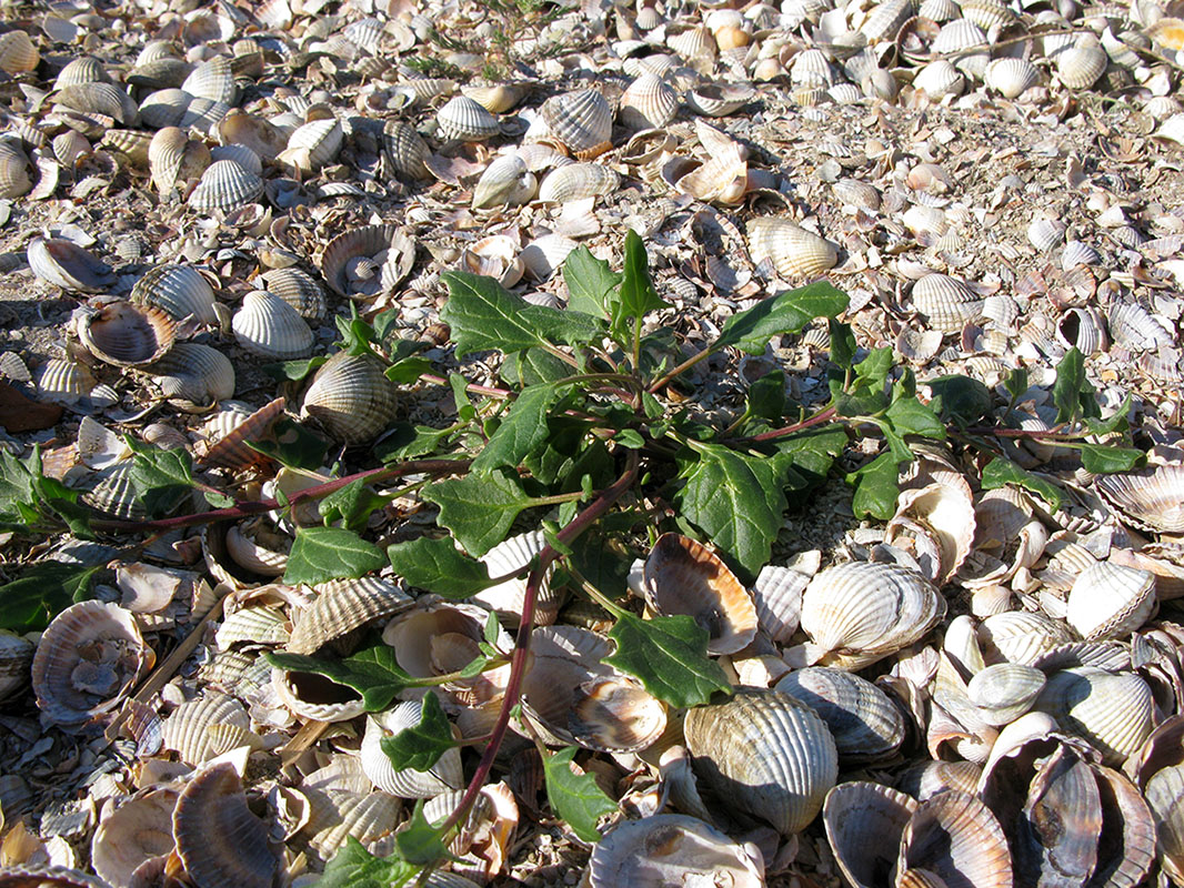 Image of Oxybasis chenopodioides specimen.