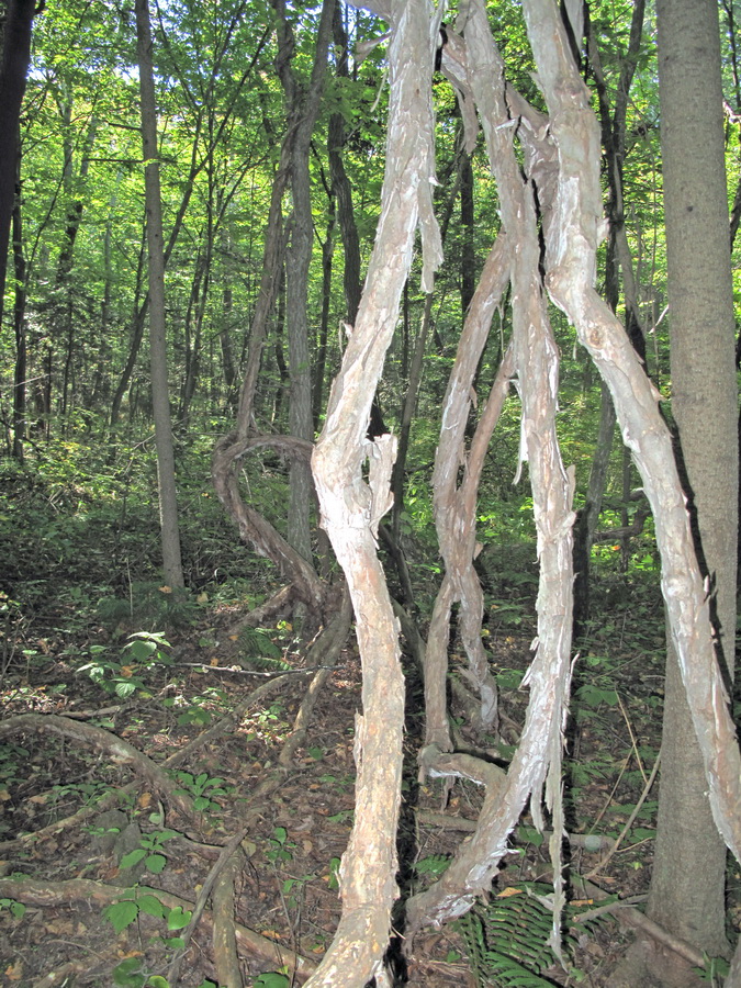 Image of Actinidia kolomikta specimen.