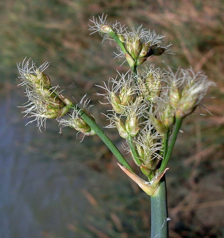 Image of Schoenoplectus tabernaemontani specimen.