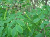 Caragana arborescens