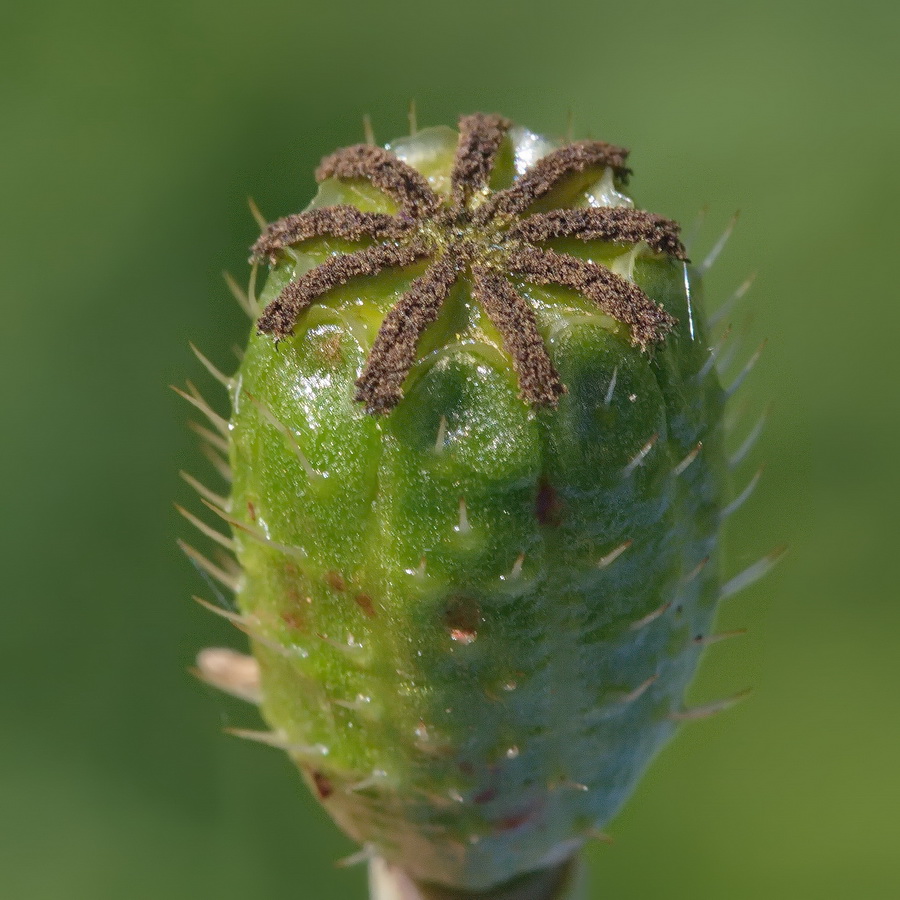 Image of Papaver croceum specimen.