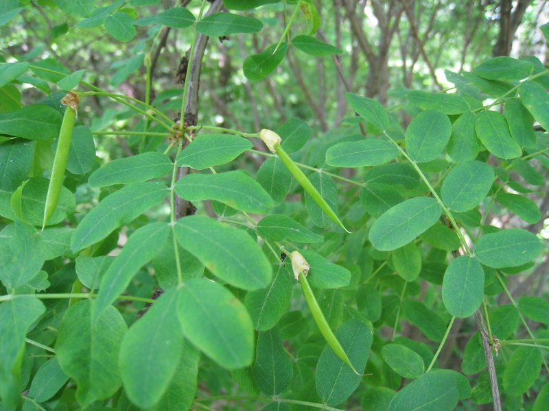 Изображение особи Caragana arborescens.