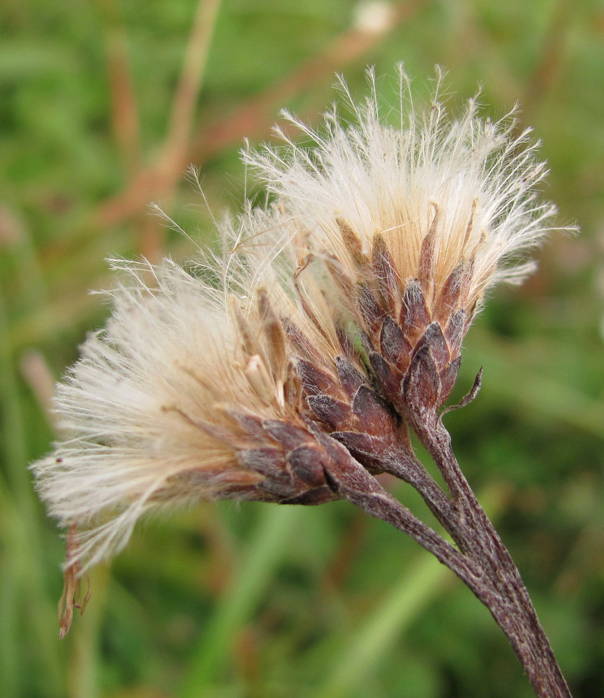 Image of Saussurea alpina specimen.