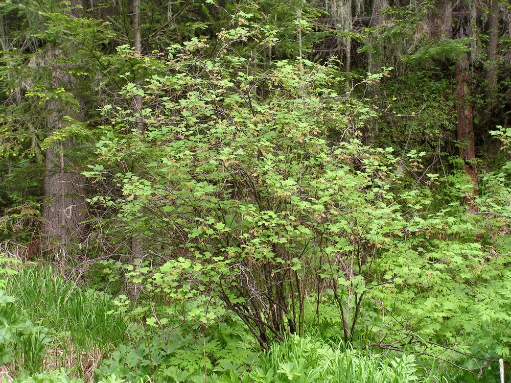 Image of Ribes pallidiflorum specimen.