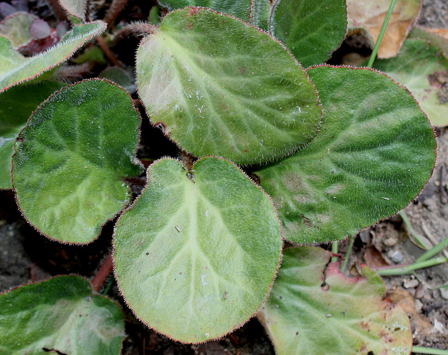 Image of Bergenia ciliata specimen.