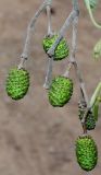 Alnus hirsuta