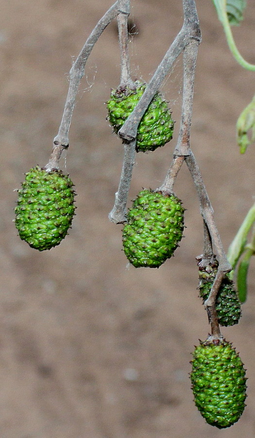 Изображение особи Alnus hirsuta.