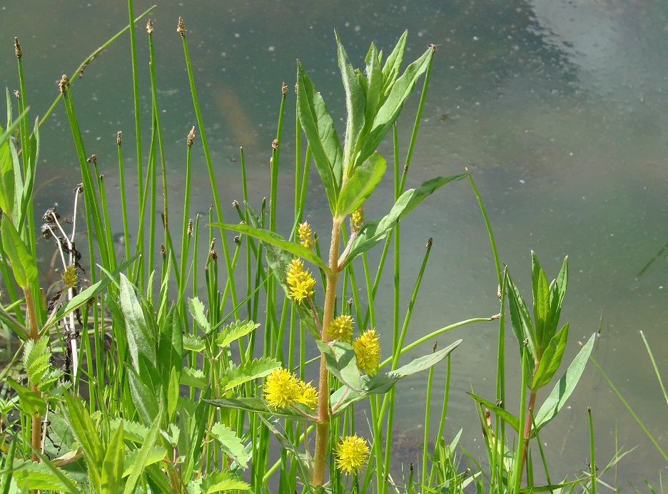 Image of Naumburgia thyrsiflora specimen.