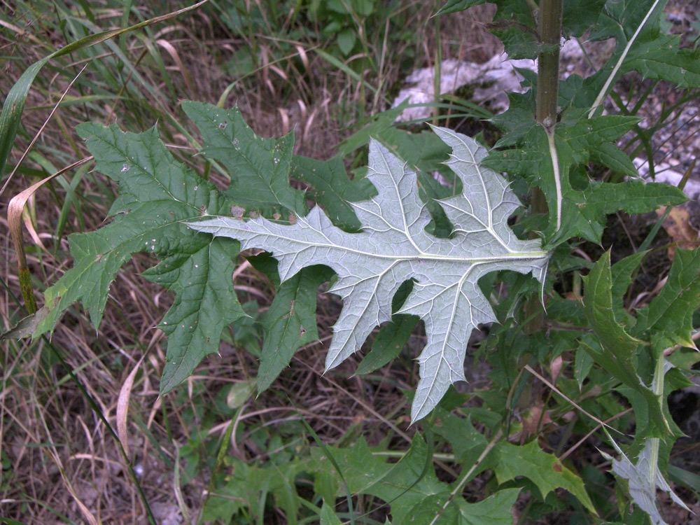 Image of Echinops sphaerocephalus specimen.