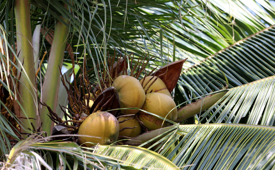 Изображение особи Cocos nucifera.