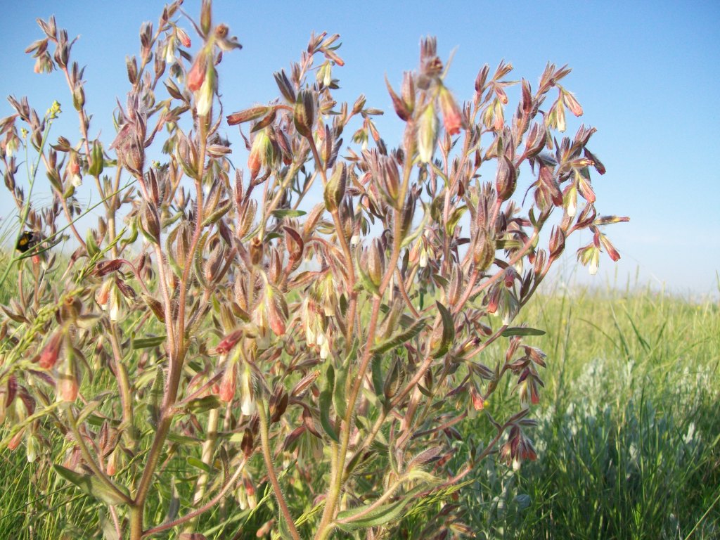 Image of Onosma polychroma specimen.