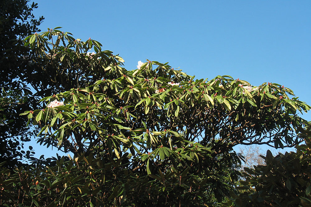 Image of Rhododendron calophytum specimen.