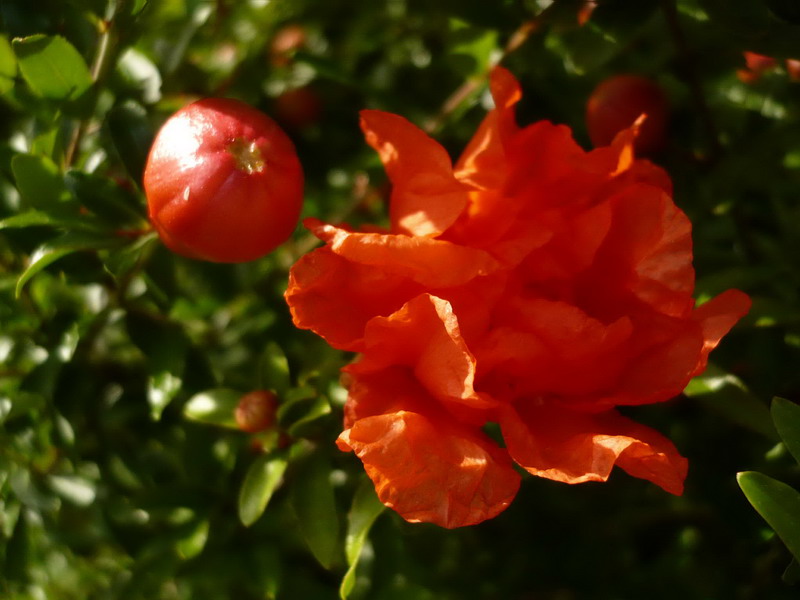 Image of Punica granatum specimen.