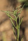 Erysimum canescens