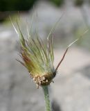 Pulsatilla violacea. Плод с усохшими тычинками. Германия, г. Дюссельдорф, Ботанический сад университета. 04.05.2014.