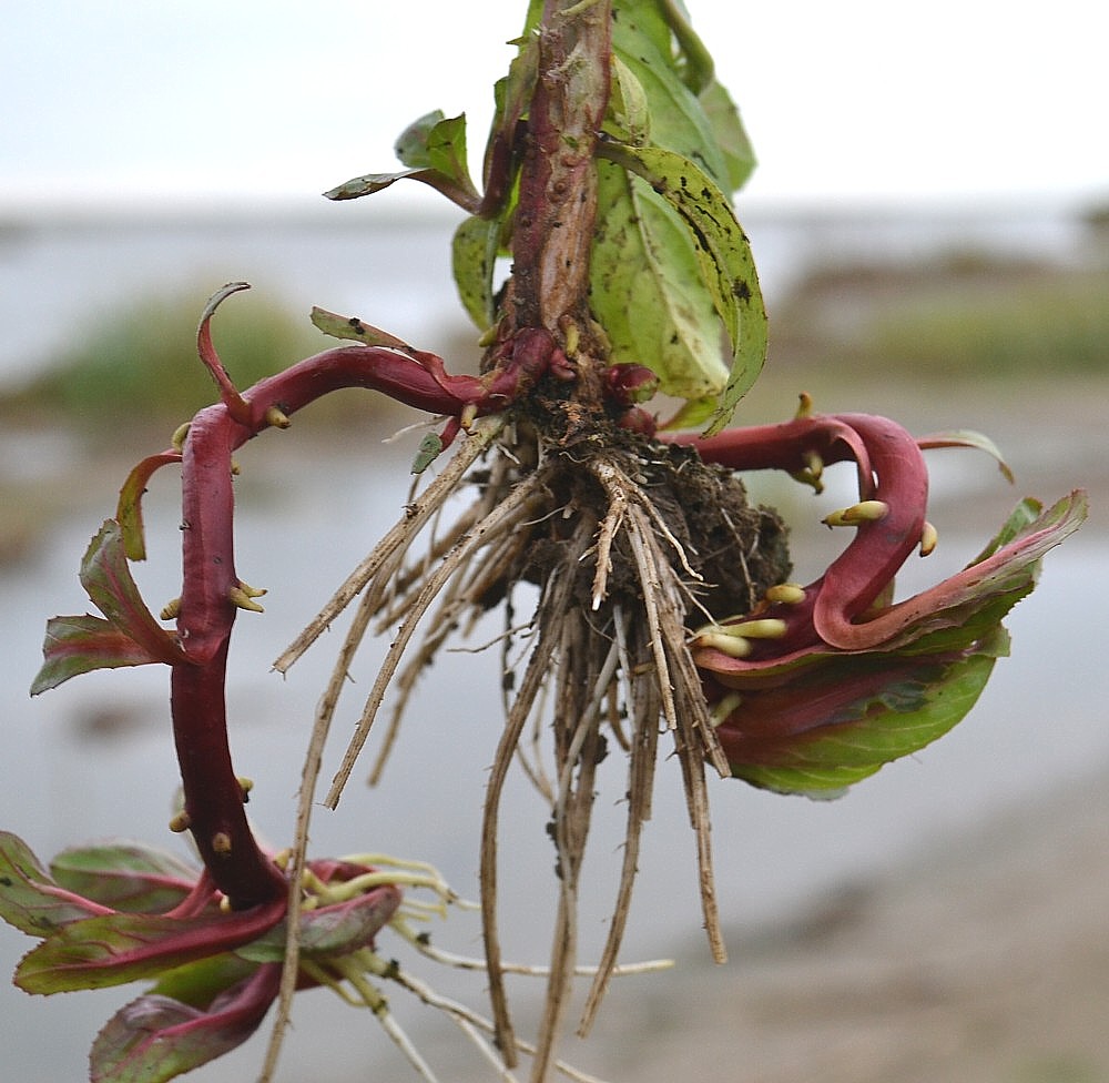 Image of genus Epilobium specimen.