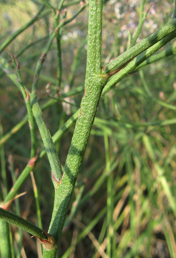 Image of Limonium scoparium specimen.