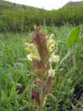 Pedicularis songarica. Соцветие. Казахстан, сев. макросклон Джунгарского Алатау, ущ. Коль-Асу. 6 мая 2013 г.