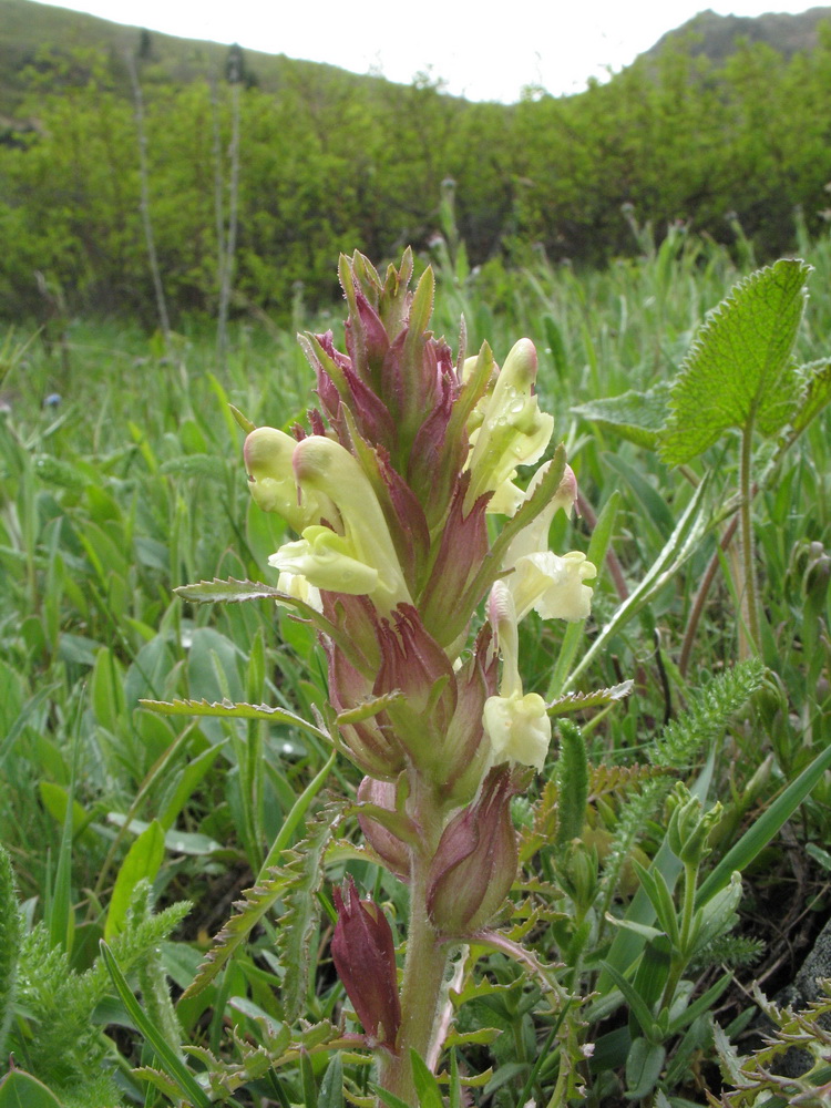 Image of Pedicularis songarica specimen.