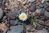 Taraxacum leucanthum