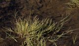 Carex mackenziei